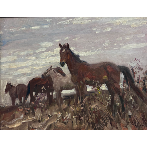 Colts in a meadow